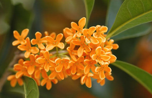f:id:sadahamu:20200924133233j:image