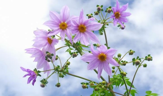 f:id:sadahamu:20201102105851j:image