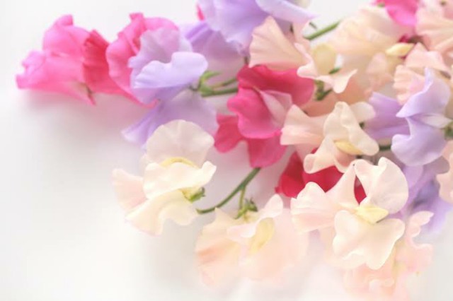 f:id:sadahamu:20201228084056j:image
