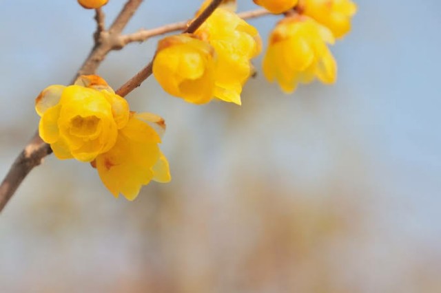 f:id:sadahamu:20201228084107j:image