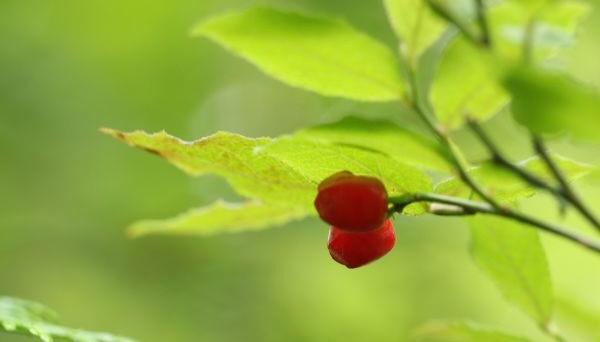 f:id:sadahamu:20220421104226j:image f:id:sadahamu:20220421104226j:image