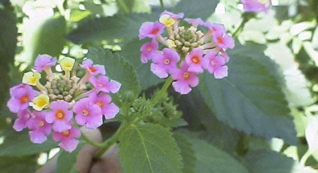 f:id:sadahamu:20220825092522j:image