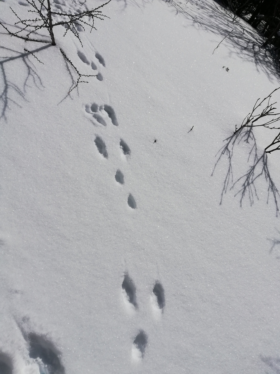 f:id:sadaoutdoor:20190420010106j:plain