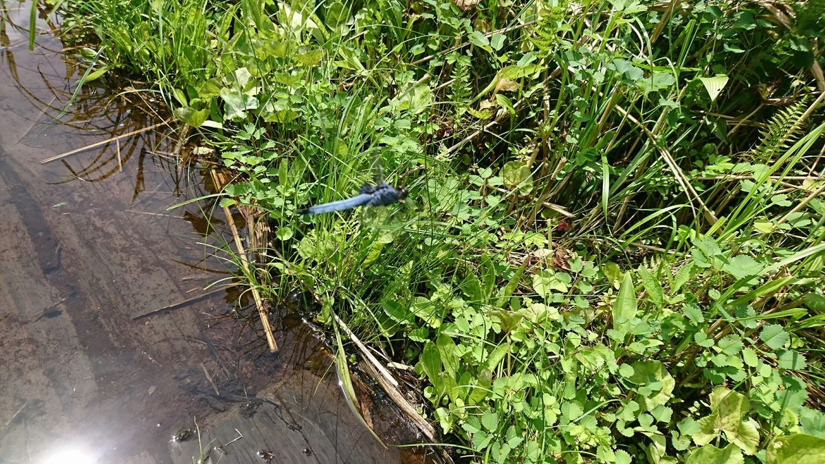 f:id:sadaoutdoor:20200413014724j:plain