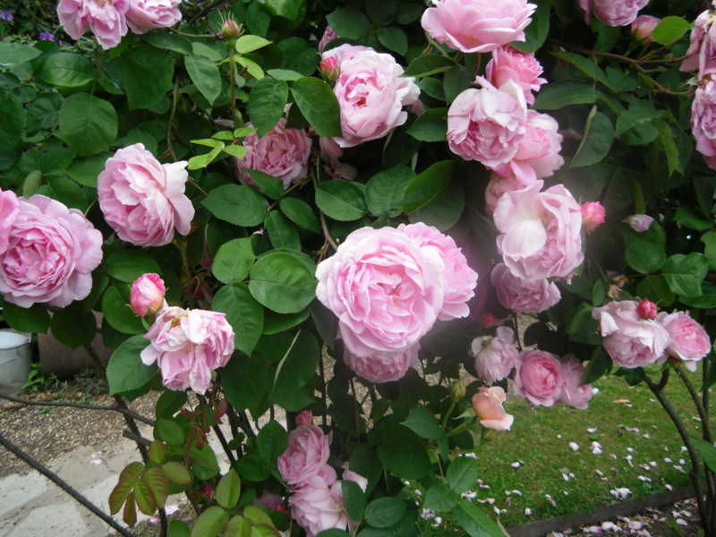 f:id:saebou:20110531121540j:image