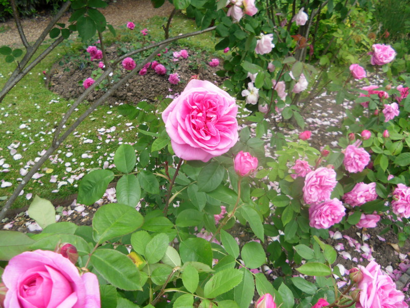 f:id:saebou:20110531121541j:image