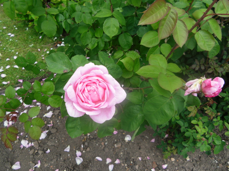 f:id:saebou:20110531121542j:image