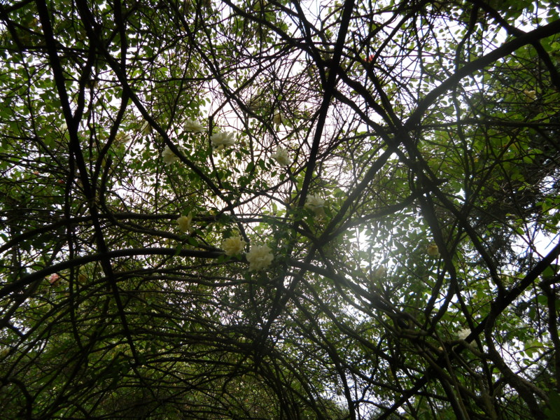 f:id:saebou:20110531121546j:image