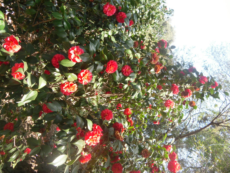 f:id:saebou:20120321195410j:image