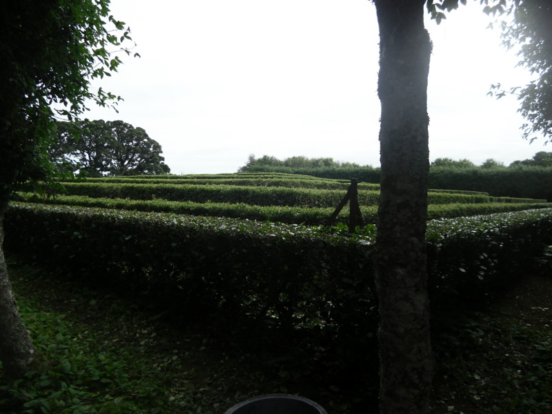 f:id:saebou:20120811090347j:image
