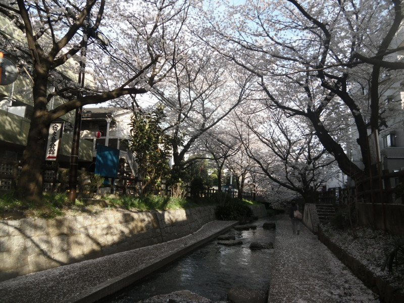 f:id:saebou:20130329161553j:image
