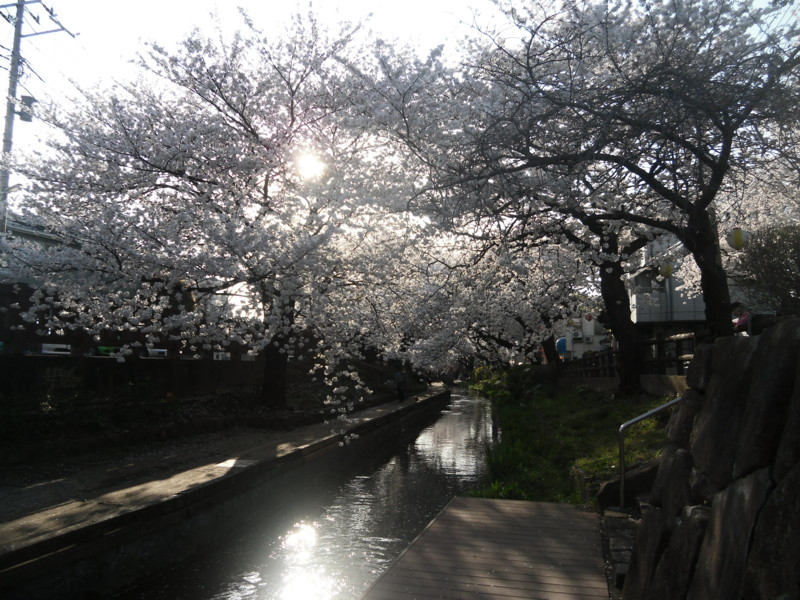 f:id:saebou:20130329161554j:image