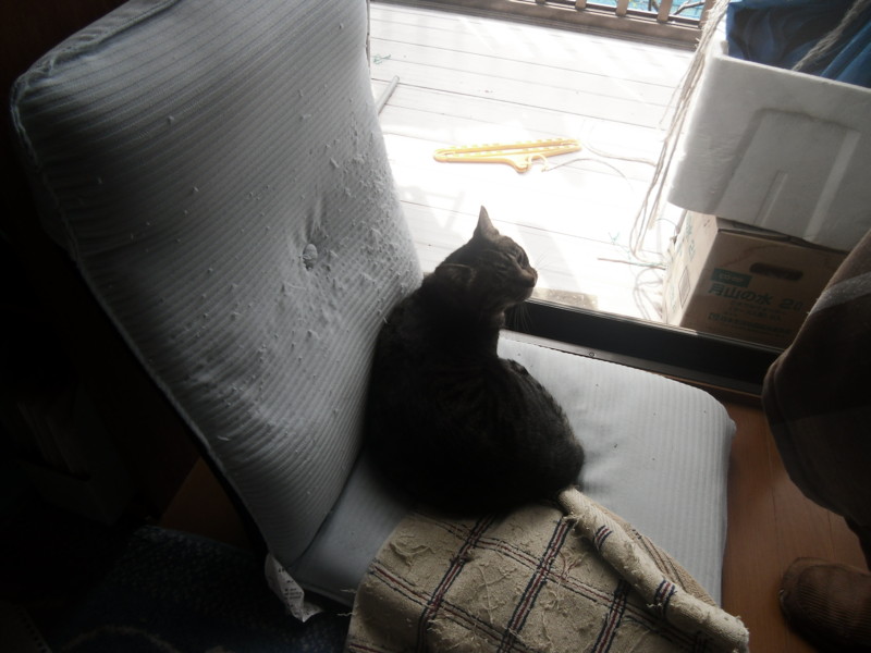 f:id:saebou:20130329161558j:image