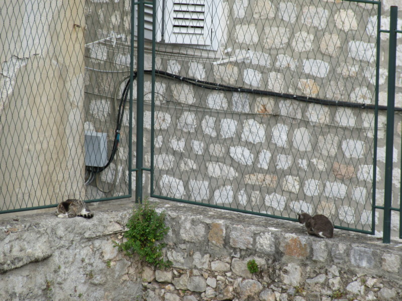 f:id:saebou:20150507070251j:image f:id:saebou:20150507070251j:image