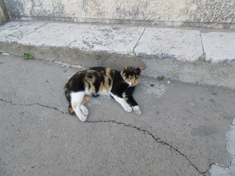f:id:saebou:20150508203351j:image f:id:saebou:20150508203351j:image