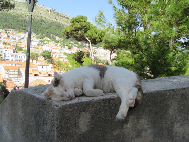 f:id:saebou:20150509163303j:image
