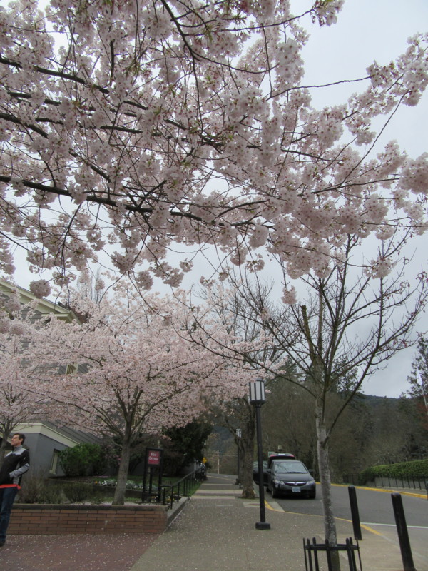 f:id:saebou:20160326104437j:image