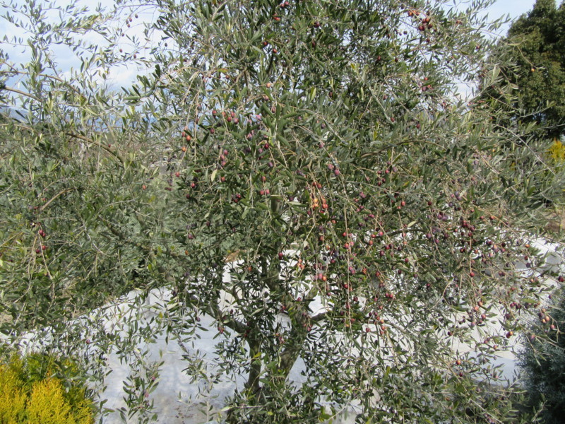 f:id:saebou:20180222214628j:image