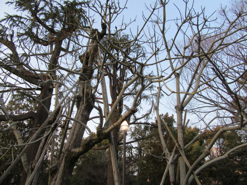 f:id:saebou:20180224235513j:image