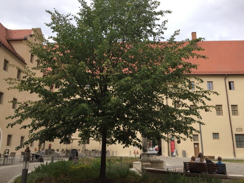 f:id:saebou:20180713204356j:image