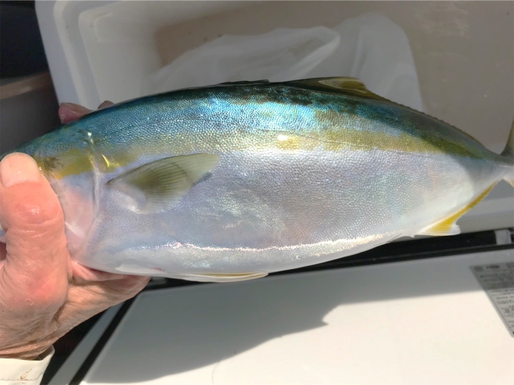f:id:saemumaru:20191118162914j:image
