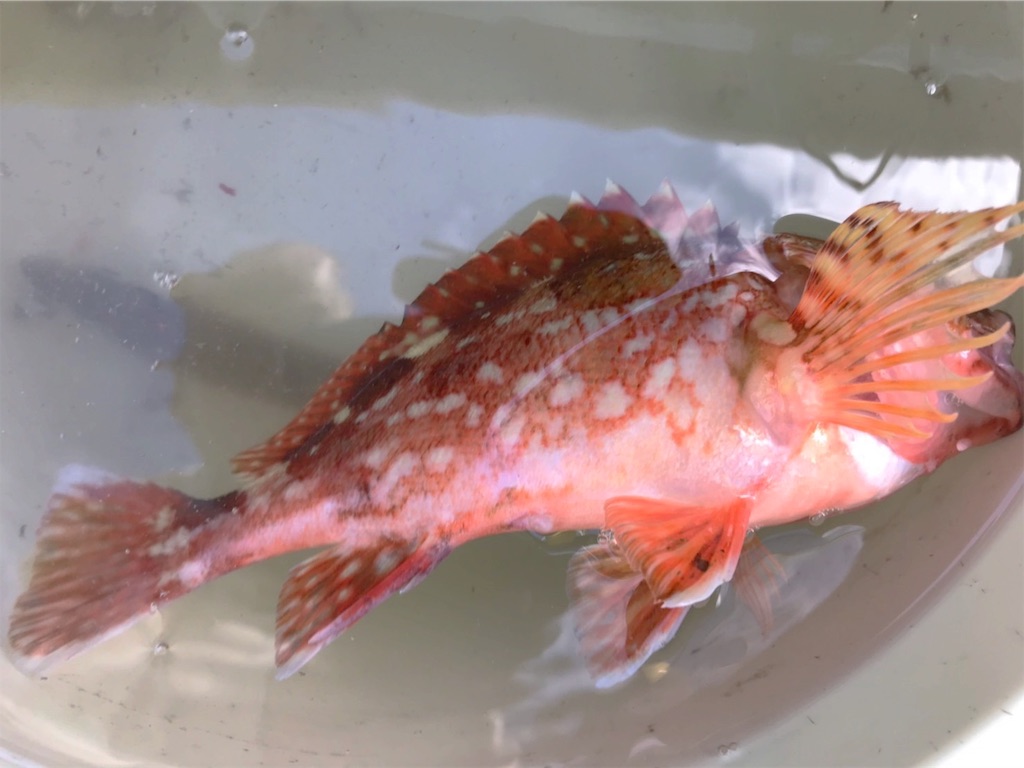 f:id:saemumaru:20191118162924j:image