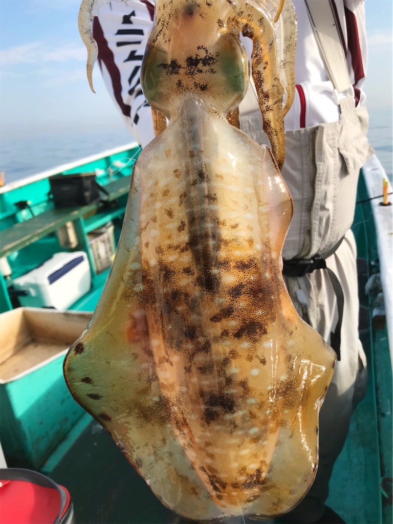 f:id:saemumaru:20200530175455j:image