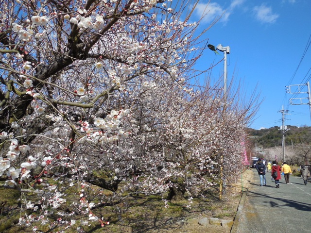 f:id:saetta0404:20160207223947j:plain