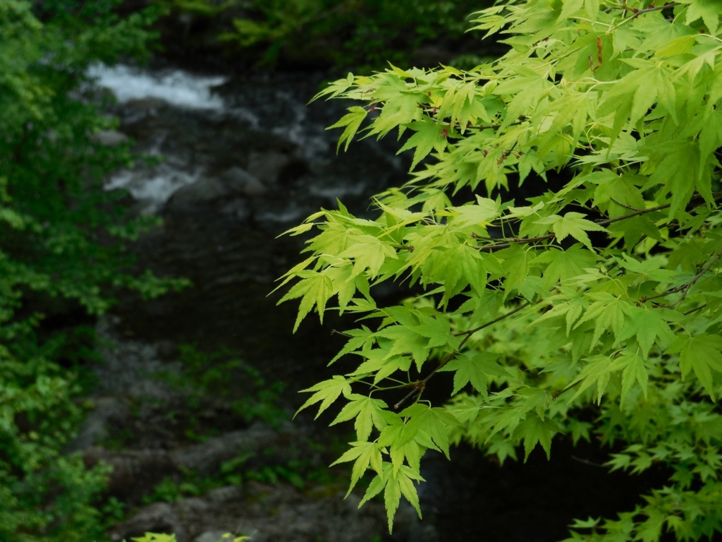 f:id:saetta0404:20160501062312j:plain