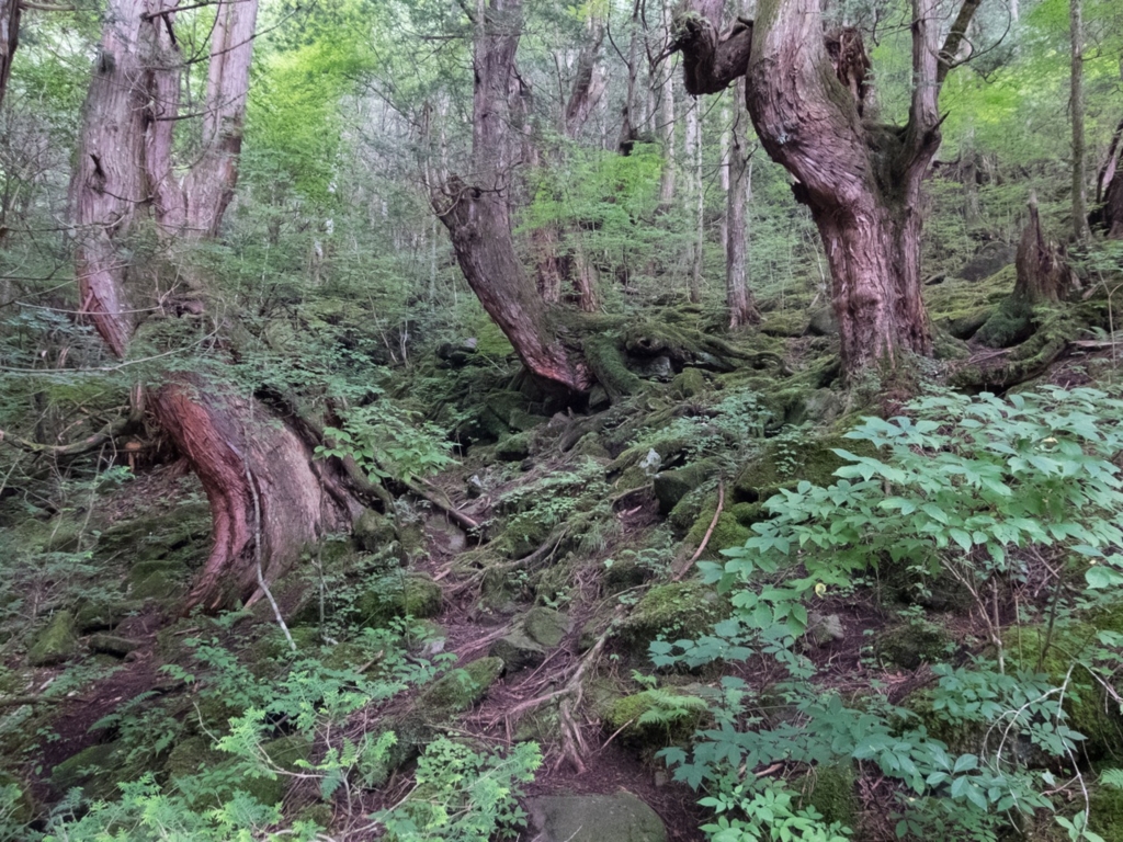 f:id:saetta0404:20160807111941j:plain