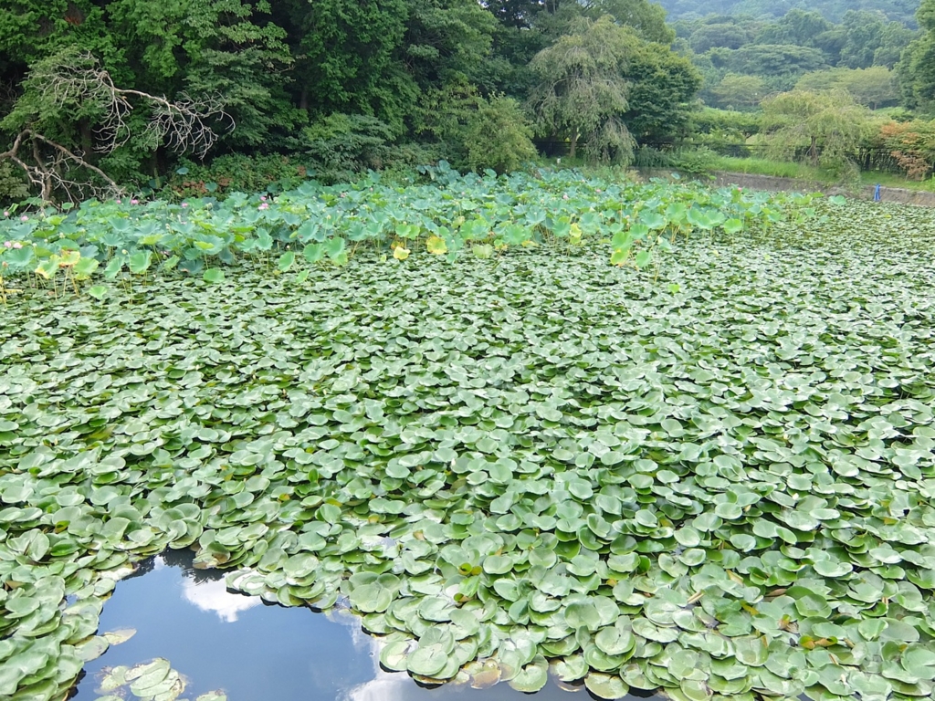 f:id:saetta0404:20160905080923j:plain f:id:saetta0404:20160905080923j:plain