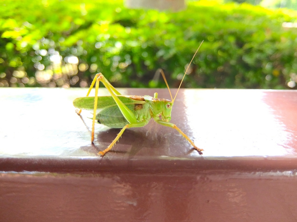 f:id:saetta0404:20160905081018j:plain f:id:saetta0404:20160905081018j:plain