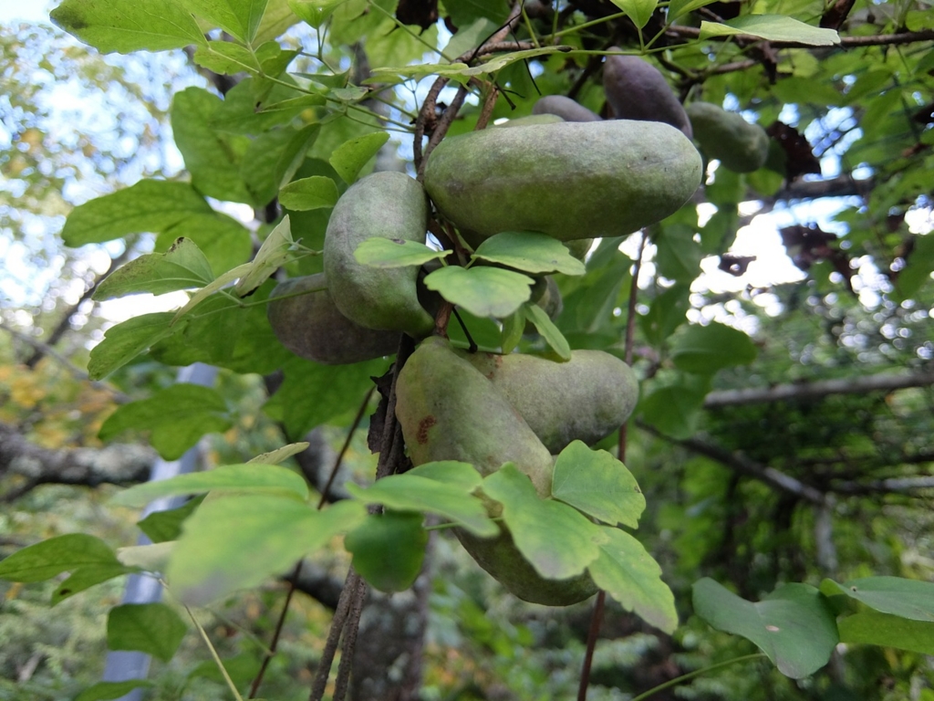 f:id:saetta0404:20160911065121j:plain f:id:saetta0404:20160911065121j:plain