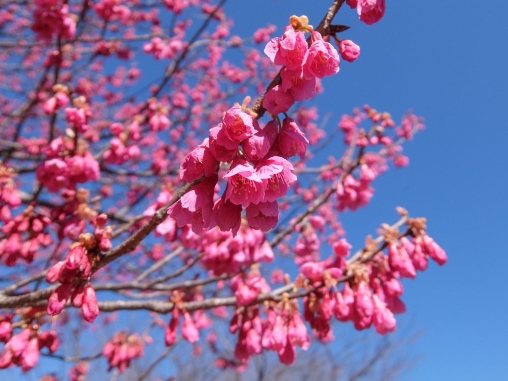 f:id:saetta0404:20170215223239j:plain