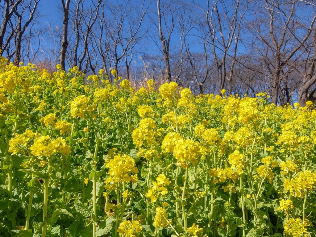 f:id:saetta0404:20170215223612j:plain