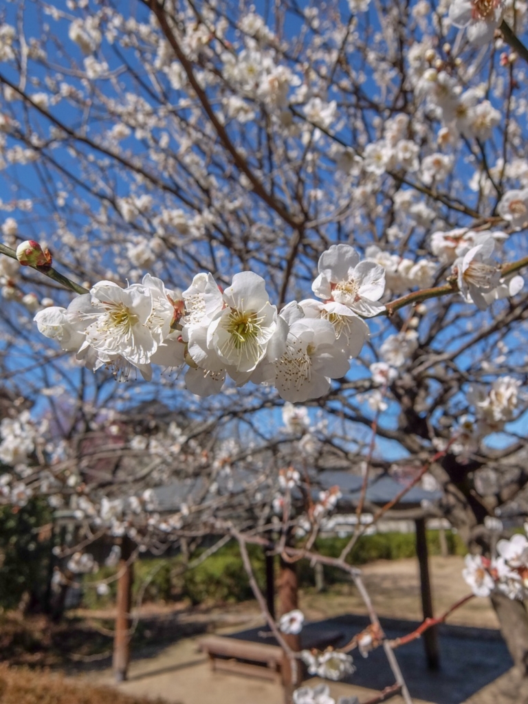 f:id:saetta0404:20170215224605j:plain