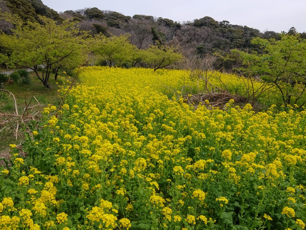 f:id:saetta0404:20170306231500j:plain f:id:saetta0404:20170306231500j:plain