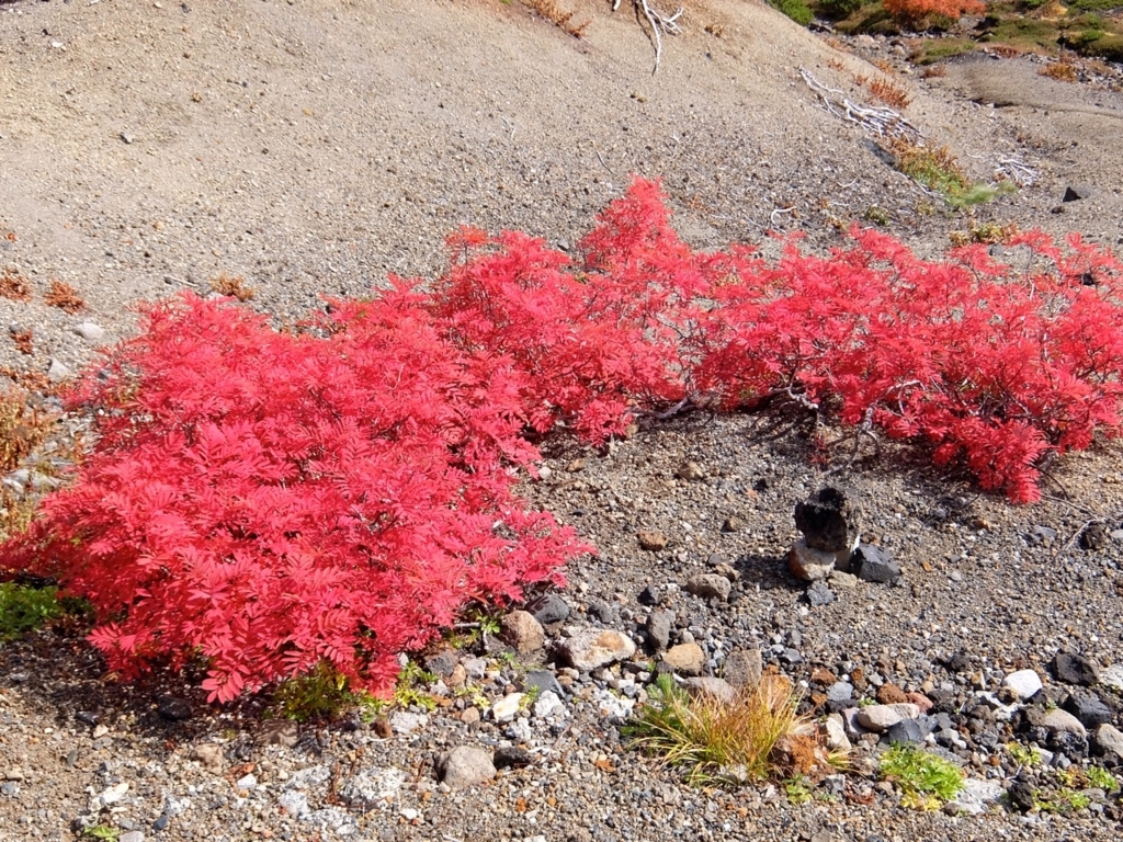 f:id:saetta0404:20171002100012j:plain f:id:saetta0404:20171002100012j:plain