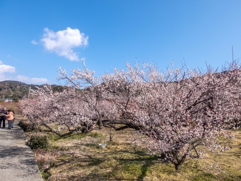 f:id:saetta0404:20180212151913j:plain