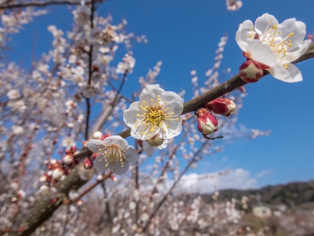 f:id:saetta0404:20180212151939j:plain