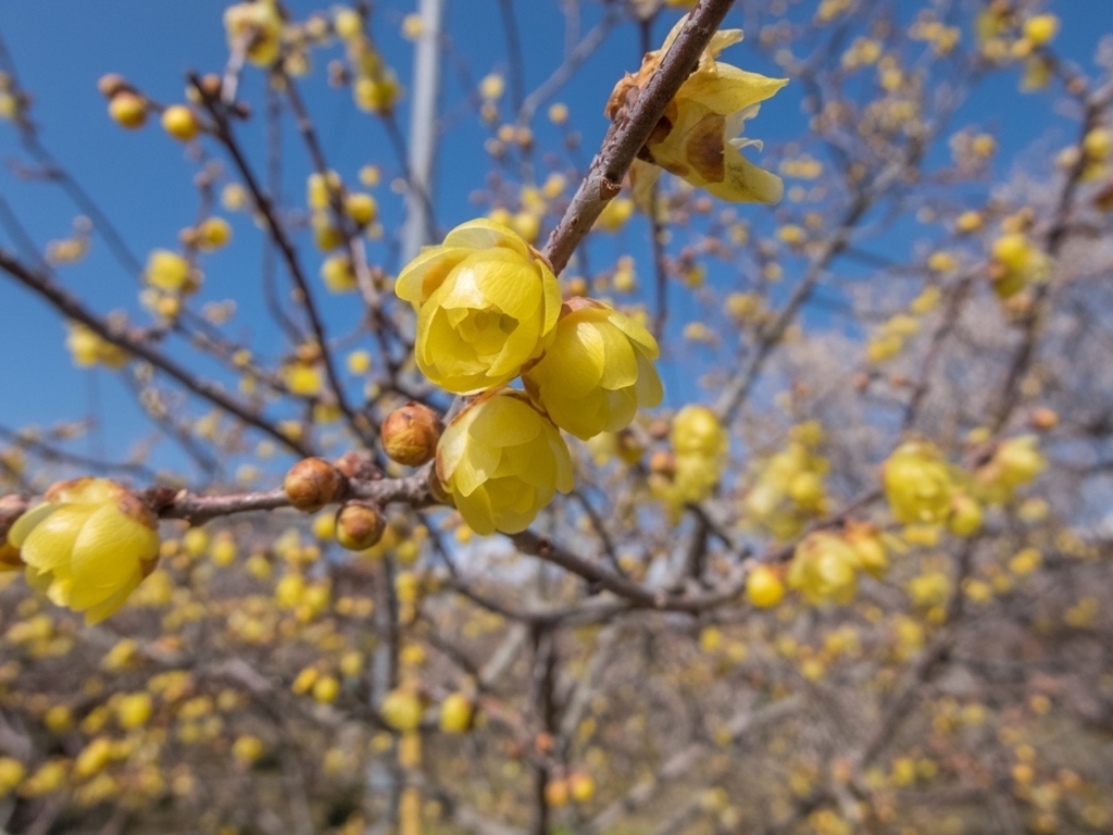 f:id:saetta0404:20180212152003j:plain