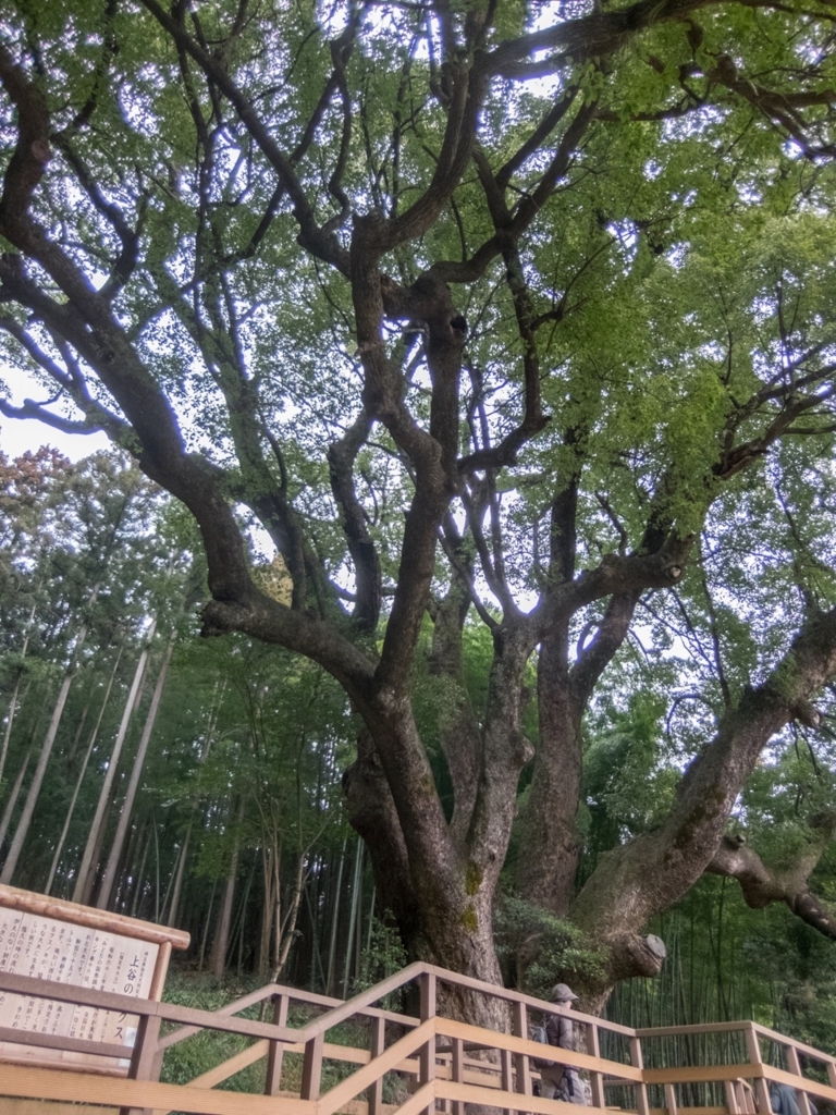 f:id:saetta0404:20180313225223j:plain f:id:saetta0404:20180313225223j:plain