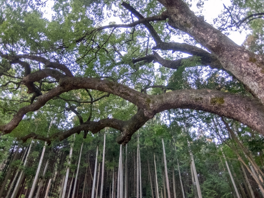 f:id:saetta0404:20180313225304j:plain f:id:saetta0404:20180313225304j:plain