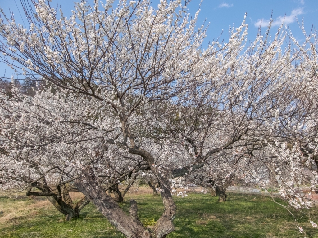 f:id:saetta0404:20180313225804j:plain f:id:saetta0404:20180313225804j:plain