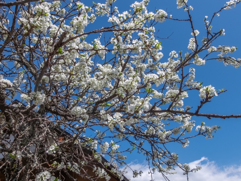 f:id:saetta0404:20180410192447j:plain