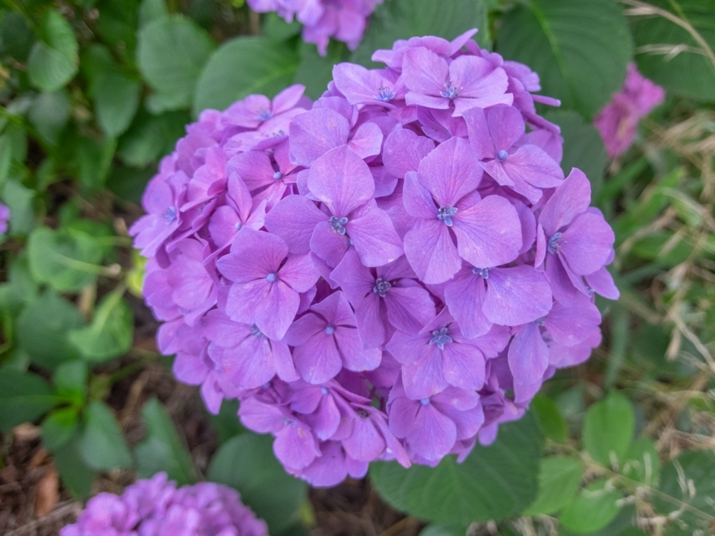 f:id:saetta0404:20180630102843j:plain f:id:saetta0404:20180630102843j:plain