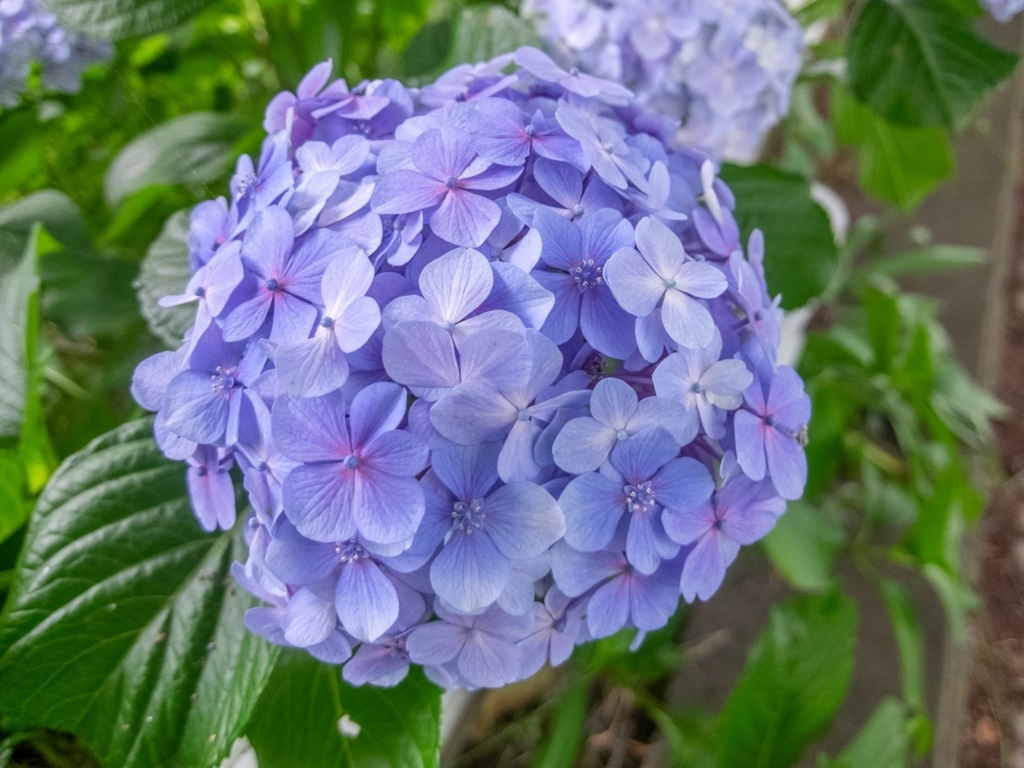 f:id:saetta0404:20180630102856j:plain f:id:saetta0404:20180630102856j:plain