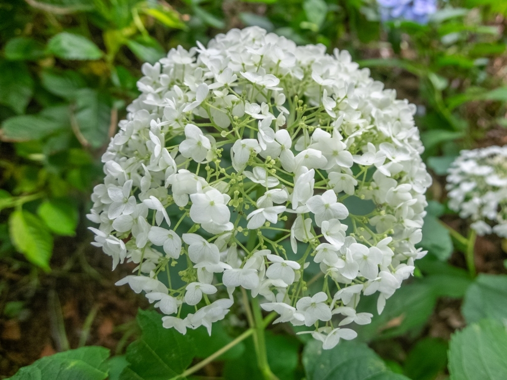 f:id:saetta0404:20180630102910j:plain f:id:saetta0404:20180630102910j:plain