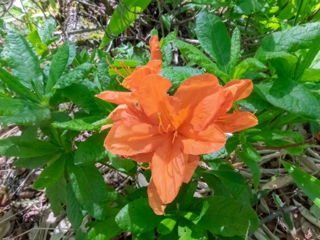 f:id:saetta0404:20180705211529j:plain