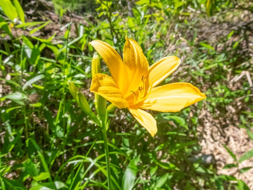 f:id:saetta0404:20180716222510j:plain f:id:saetta0404:20180716222510j:plain
